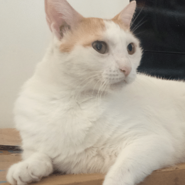 Nina